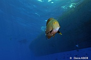 Acanthurus gahhm Chirurgien noir-St Johns Umm Arrouck-7m-20121022-Denis-ADER-DSC_2367_tn